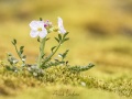 Cardamine