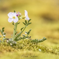 Cardamine