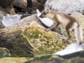 Renard polaire