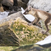 Renard polaire