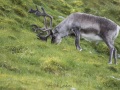Renne du Svalbard