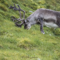 Renne du Svalbard