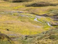 Paysage de toundra et renne du Svalbard