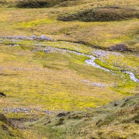 Paysage de toundra et renne du Svalbard