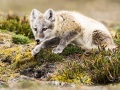 Renard polaire