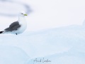 Mouette tridactyle