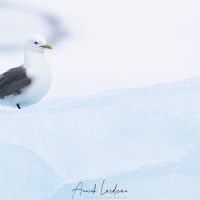 Mouette tridactyle