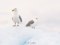 Goéland bourgmestre sur un iceberg