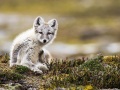 Renard polaire