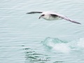 Fulmar boréal