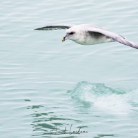 Fulmar boréal