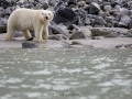 Ours polaire