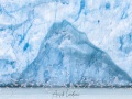 Mouettes tridatyles devant un glacier