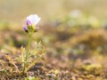 Cardamine