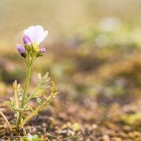 Cardamine