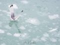 Mouette tridactyle
