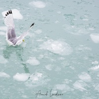 Mouette tridactyle