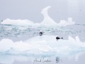 Mouette tridactyle