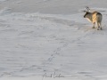 Renne du Svalbard