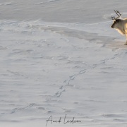 Renne du Svalbard