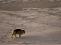 Renne du Svalbard