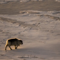 Renne du Svalbard