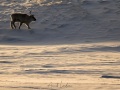 Renne du Svalbard