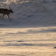 Renne du Svalbard