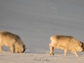 Renne du Svalbard