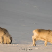 Renne du Svalbard