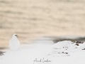 Lagopède alpin sur fond de mer