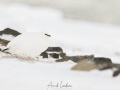 Lagopède alpin