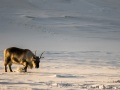 Renne du Svalbard