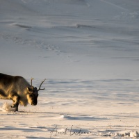 Renne du Svalbard