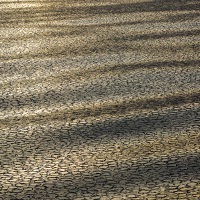 Glace en crèpe au soleil levant