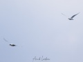 Mouette ivoire