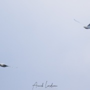 Mouette ivoire