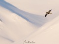 Fulmar boréal