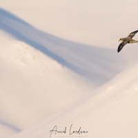 Fulmar boréal