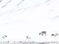 Renne du Svalbard