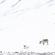 Renne du Svalbard
