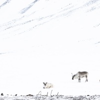 Renne du Svalbard