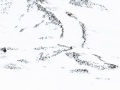 Renne du Svalbard