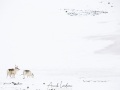 Renne du Svalbard