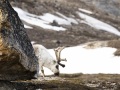 Renne du Svalbard