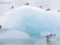 Mouette tridactyle