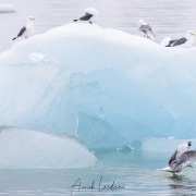 Mouette tridactyle