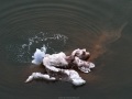 Iceberg