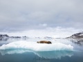 Morse sur un iceberg