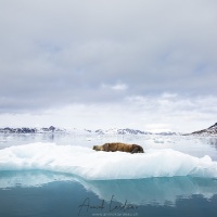 Morse sur un iceberg